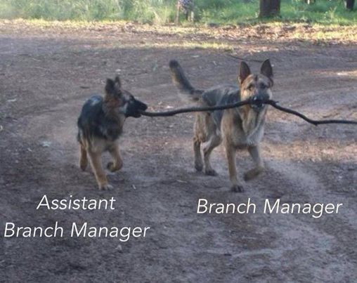 Name:  branch manager.jpg
Views: 230
Size:  41.2 KB