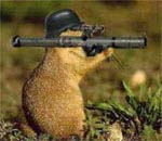 squirrel67's Avatar