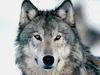 wolf1728's Avatar