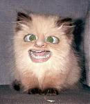 Fluffy-Foo-foo's Avatar