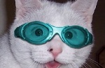 Dr. Sumting Wong's Avatar
