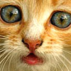 corvetdiva's Avatar
