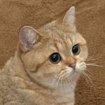 LiuBearPig's Avatar