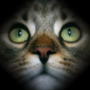 Ophelia's Avatar
