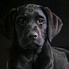 wsgoat's Avatar