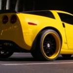 bears vette's Avatar