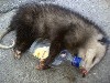 oil-spitin-rat's Avatar