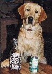buddybgdog's Avatar