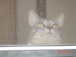 CatCrazed's Avatar