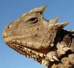 mcfroggin's Avatar