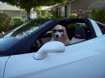 VettenDog's Avatar