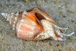 Cracked Conch's Avatar