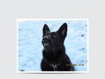 carbondog's Avatar