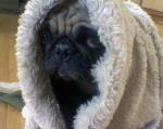 Pug's Avatar