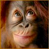 DesertWulfAZ's Avatar