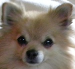 Wavedoggie's Avatar