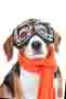 harmful_animal's Avatar