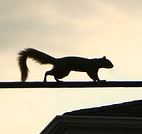 squirrelchew's Avatar