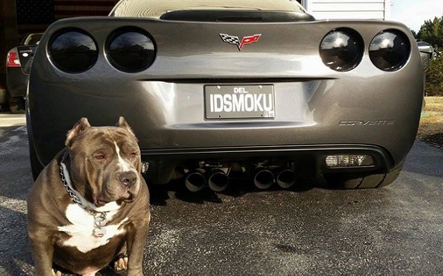 Corvette Forum’s Facebook Fridays Goes to the Dogs