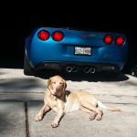 Corvette Forum's Facebook Fridays Goes to the Dogs