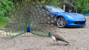 Corvette Z06 Meets a Peacock