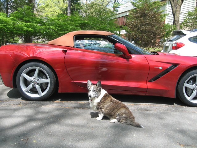 The Many Pets of Corvette Forum