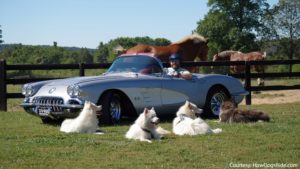 8 Best Dogs Posing with Corvettes