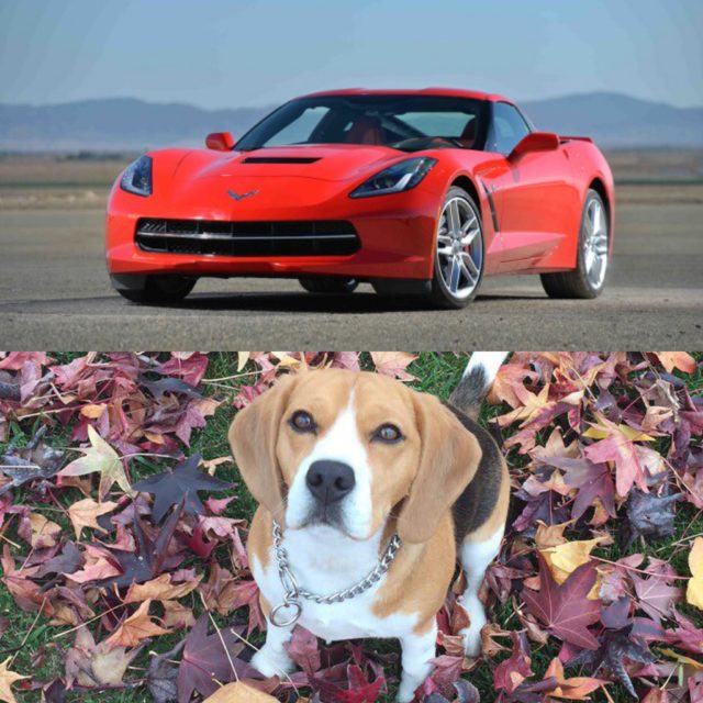 What Attracts Women More? Corvettes or Cute Puppies?