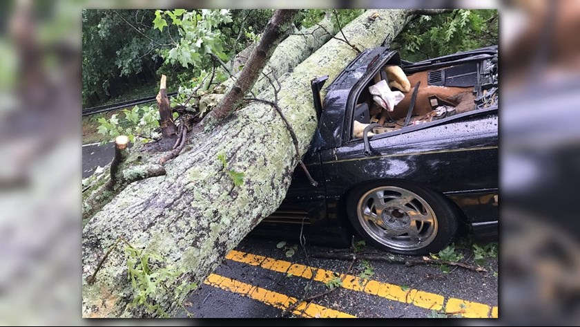 Corvette Driver Narrowly Missed Being Hit by Fallen Tree