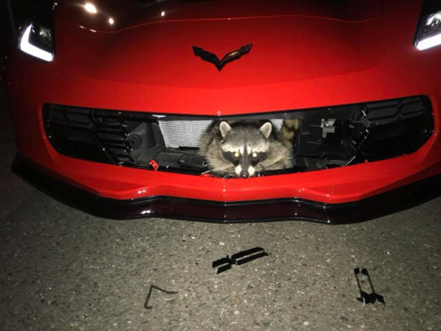 Hitting a Raccoon at Speed Is Not Good for Your C7