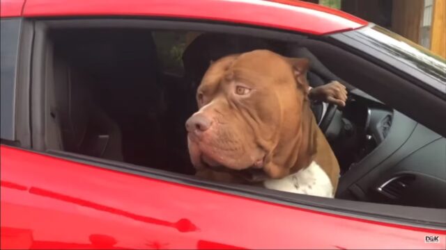 Giant Pitbull Rides in C7 Corvette