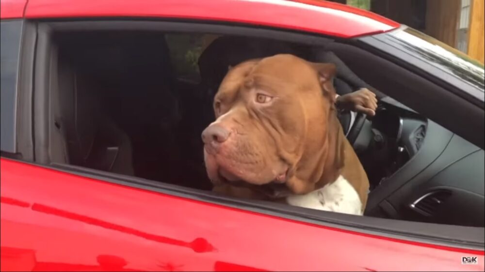 Taking the Z06 Out For Ice Cream With a 180 Pound Pitbull